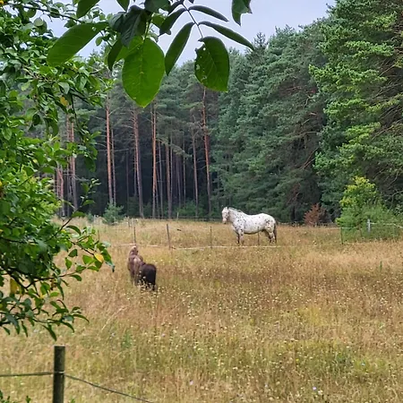 Проживание в семье Naturoase